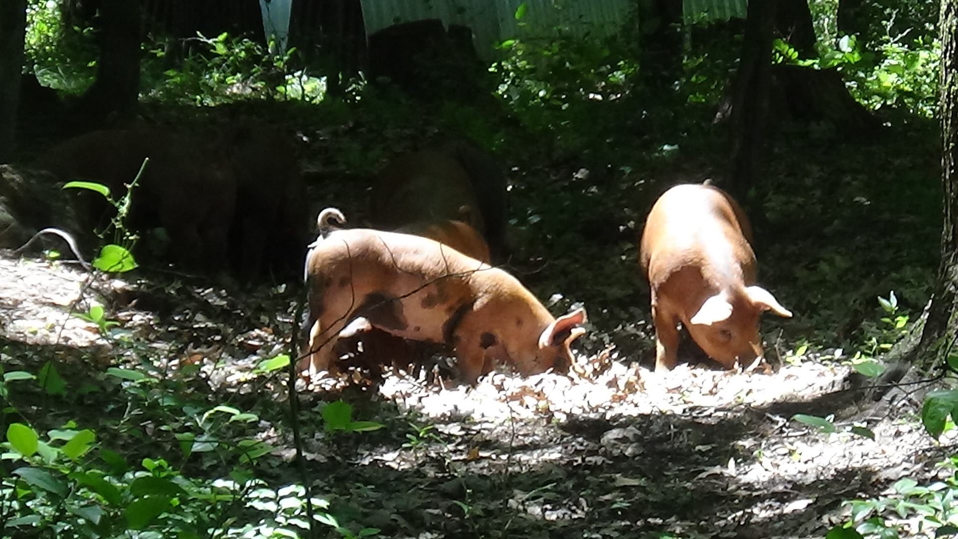 Pigs on Farm 2