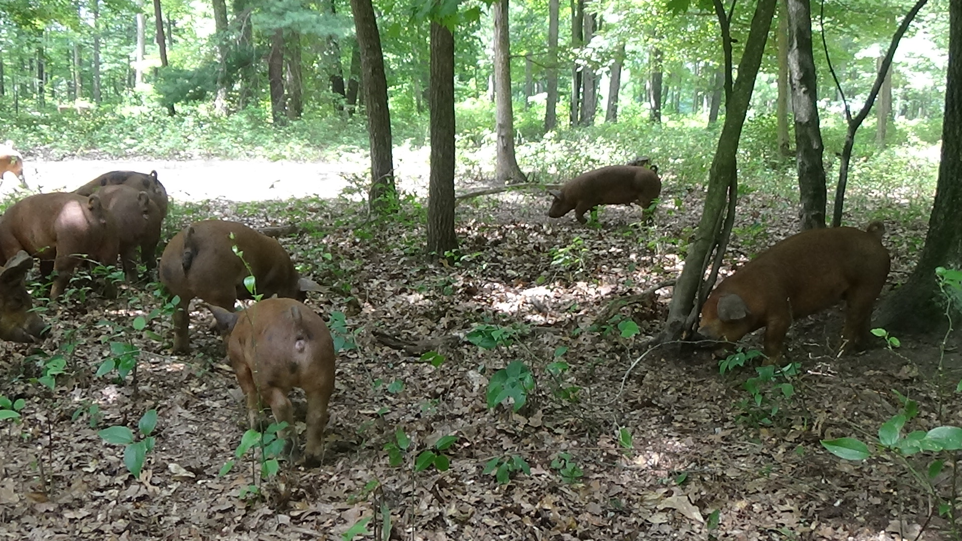 Pigs on Farm 3